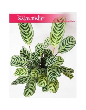 Ctenanthe Burle Marxii, Ktenante Burle Marxii 2