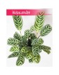 Ctenanthe Burle Marxii, Ktenante Burle Marxii 2