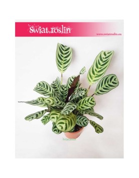 Ctenanthe Burle Marxii, Ktenante Burle Marxii 3