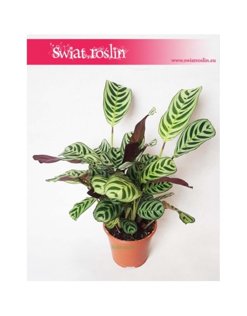 Ctenanthe Burle Marxii, Ktenante Burle Marxii 4