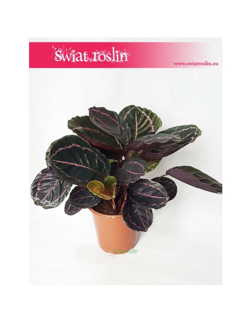 Calathea Dottie, Kalatea Dottie 2
