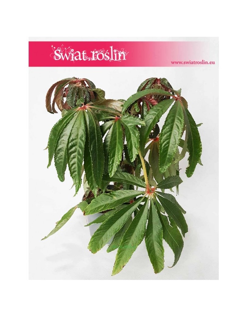 Begonia Luxurians, Ukośnica