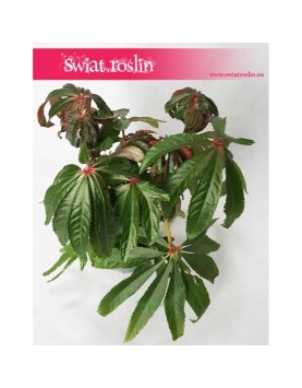 Begonia Luxurians, Ukośnica 3