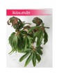 Begonia Luxurians, Ukośnica 3