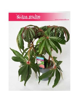Begonia Luxurians, Ukośnica 2