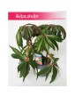 Begonia Luxurians, Ukośnica 2
