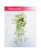 Dischidia onanthe White Diamond, Diszidia Onanthe White Diamond, Diszidia, Opięta, Dischidia White Diamond, Diszidia White