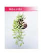 Dischidia onanthe White Diamond, Diszidia Onanthe White Diamond, Diszidia, Opięta, Dischidia White Diamond, Diszidia White 3