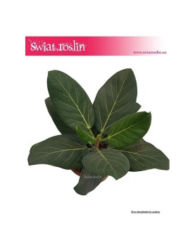 Fikus Bengalski Audrey, Ficus Benghalensis Audrey, Figowiec Bengalski Audrey, Ficus Bengalski Audrey 1