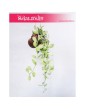Dischidia onanthe White Diamond, Diszidia Onanthe White Diamond, Diszidia, Opięta, Dischidia White Diamond, Diszidia White 4