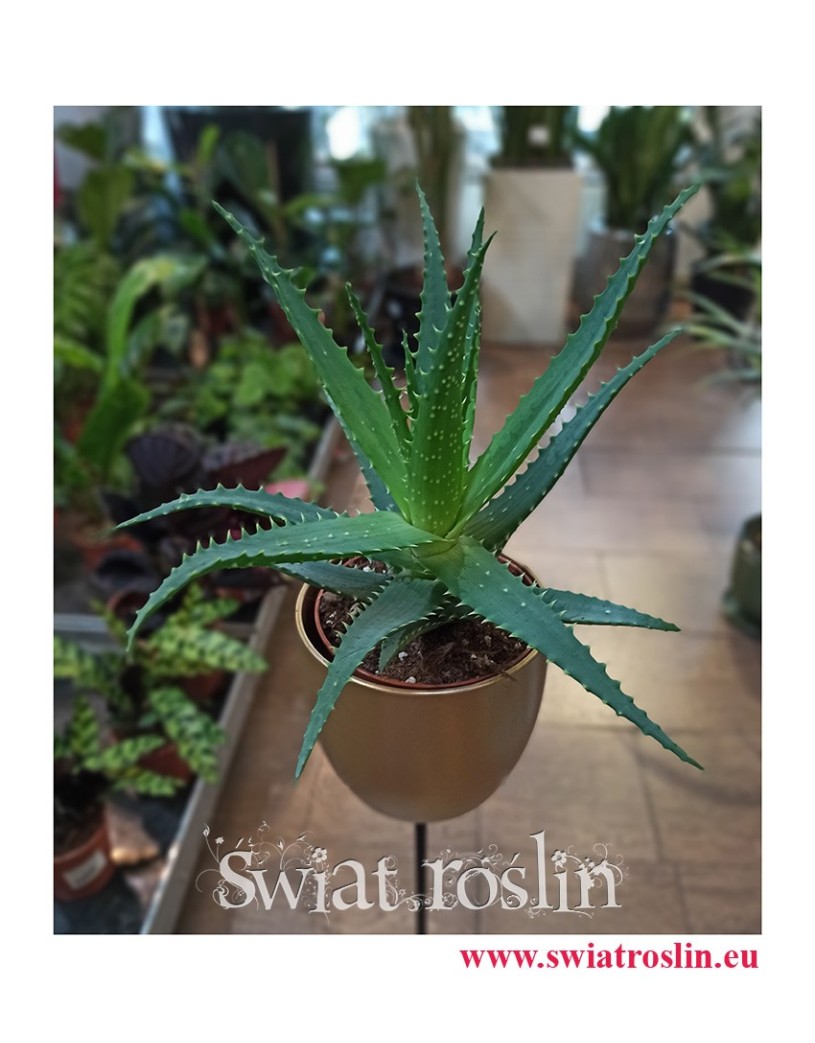 Aloes drzewiasty, Aloe Arborescens, rośliny doniczkowe, kwiaty doniczkowe, rośliny lecznicze, sukulenty
