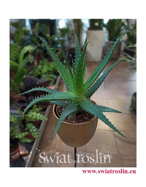 Aloes drzewiasty, Aloe Arborescens, rośliny doniczkowe, kwiaty doniczkowe, rośliny lecznicze, sukulenty
