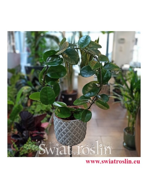 Hoja Australijska, Hoya Australis, Woskownica, rośliny doniczkowe, kwiaty doniczkowe, sklep z roślinami