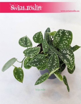 Scindapsus Pictus Argyreus, Epipremnum Pstre Argyreus, Scindapsus Pstry Argyreus, Epipremnum Pictus Argyreus