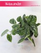 Scindapsus Pictus Argyreus, Epipremnum Pstre Argyreus, Scindapsus Pstry Argyreus, Epipremnum Pictus Argyreus