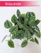 Scindapsus Pictus Argyreus, Epipremnum Pstre Argyreus, Scindapsus Pstry Argyreus, Epipremnum Pictus Argyreus 2