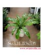 Asplenium Antiquum, Zanokcica, Kwiaty doniczkowe, rosliny doniczkowe, sklep z roslinami kwiatami doniczkowymi, Kraków rośliny