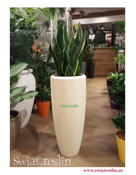 Sansewieria Diamond Flame, Wężownica, Sansevieria Diamond Flame, sklep z roślinami