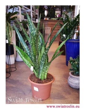Sansewieria Jiboia, Wężownica, Sansevieria Jiboia, rośliny doniczkowe wysyłka, świat roślin