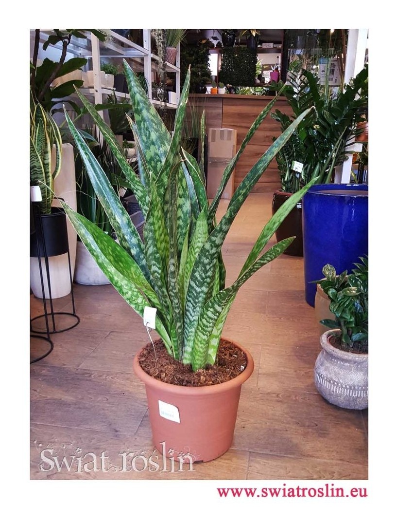 Sansewieria Jiboia, Wężownica, Sansevieria Jiboia, rośliny doniczkowe wysyłka, świat roślin
