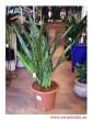 Sansewieria Jiboia, Wężownica, Sansevieria Jiboia, rośliny doniczkowe wysyłka, świat roślin