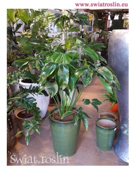 Filodendron Green Wonder, Philodendron Green Wonder, pnącze, duże rośliny doniczkowe, rośliny tropikalne