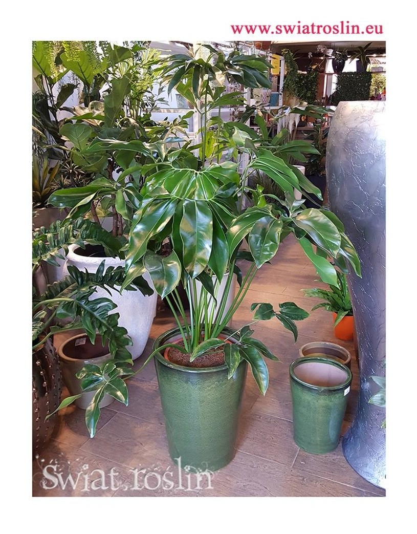 Filodendron Green Wonder, Philodendron Green Wonder, pnącze, duże rośliny doniczkowe, rośliny tropikalne