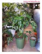 Filodendron Green Wonder, Philodendron Green Wonder, pnącze, duże rośliny doniczkowe, rośliny tropikalne