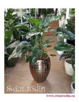 Philodendron Green Beauty, Filodendron Green Beauty, Rośliny Kraków, rośliny doniczkowe, rośliny do biura, rośliny do hotelu