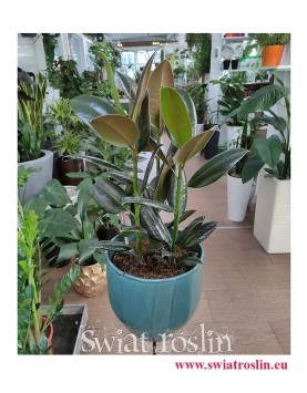 Ficus elastica Melany, Fikus Elastica Melany, Figowiec sprężysty Melany, sklep z roślinami , wysyłka roślin