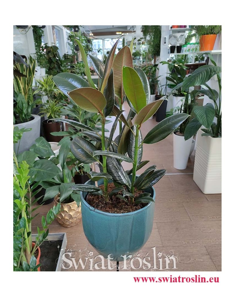Ficus elastica Melany, Fikus Elastica Melany, Figowiec sprężysty Melany, sklep z roślinami , wysyłka roślin