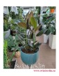 Ficus elastica Melany, Fikus Elastica Melany, Figowiec sprężysty Melany, sklep z roślinami , wysyłka roślin