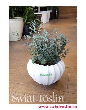 Eukaliptus Gunii, Eucalyptus Gunii, Eukaliptus Tasmański, wysyłka roślin