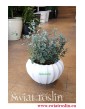 Eukaliptus Gunii, Eucalyptus Gunii, Eukaliptus Tasmański, wysyłka roślin