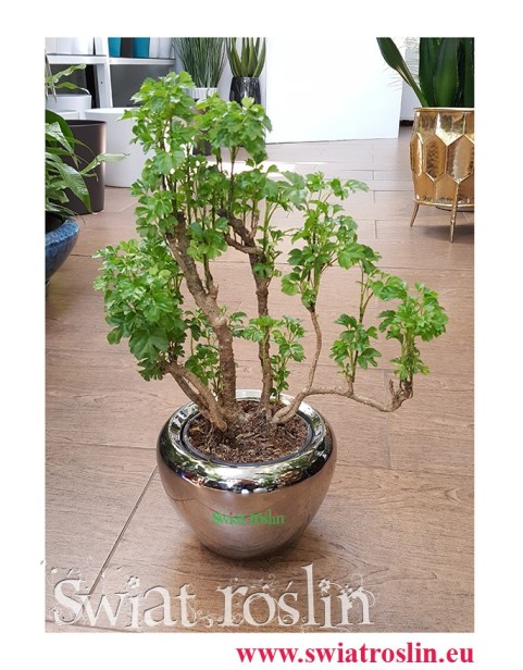 Polyscias Guilfoylei, Aralia Guilfoylei, Poliscias Guilfoylei, rośliny do hotelu, do biura do firmy