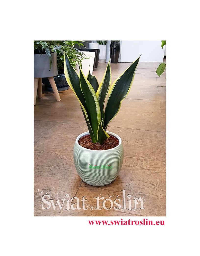 Sansewieria Super Flame, Wężownica, Sansevieria Super Flame, rośliny do biura, do hotelu, do firmy, kwiaty doniczkowe