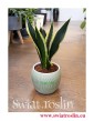 Sansewieria Super Flame, Wężownica, Sansevieria Super Flame, rośliny do biura, do hotelu, do firmy, kwiaty doniczkowe