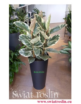 Ficus Elastica Tineke, Fikus Elastica Tineke, sklep z roslinami doniczkowymi, wysyłka roślin