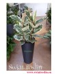 Ficus Elastica Tineke, Fikus Elastica Tineke, sklep z roslinami doniczkowymi, wysyłka roślin