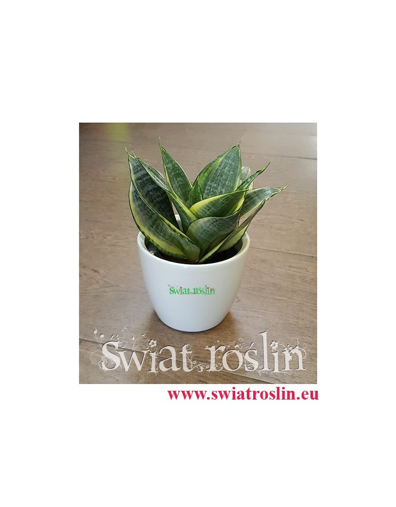 Sansevieria Hahnii Gold Star, Sansewieria Hahnii Gold Star, Sansewiera Gold Star, Wężownica, sklep z roślinami
