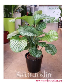 Kalatea Okrągłolistna, Calathea Orbifolia, Kalatea Orbifolia,  Calathea Okrągłolistna, popularne rośliny doniczkowe