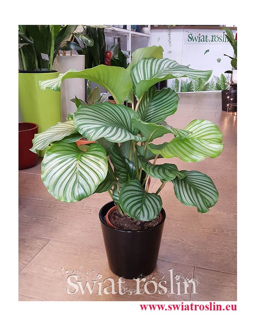 Kalatea Okrągłolistna, Calathea Orbifolia, Kalatea Orbifolia,  Calathea Okrągłolistna, popularne rośliny doniczkowe