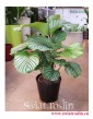 Kalatea Okrągłolistna, Calathea Orbifolia, Kalatea Orbifolia,  Calathea Okrągłolistna, popularne rośliny doniczkowe