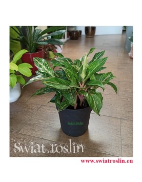 aglaonema ruby, aglonema ruby, Kwiaty rośliny doniczkowe, rośliny tropikalne, rośliny egzotyczne