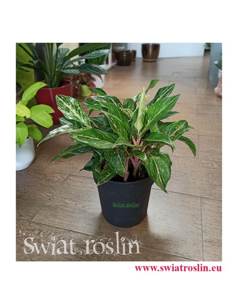 aglaonema ruby, aglonema ruby, Kwiaty rośliny doniczkowe, rośliny tropikalne, rośliny egzotyczne