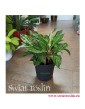 aglaonema ruby, aglonema ruby, Kwiaty rośliny doniczkowe, rośliny tropikalne, rośliny egzotyczne