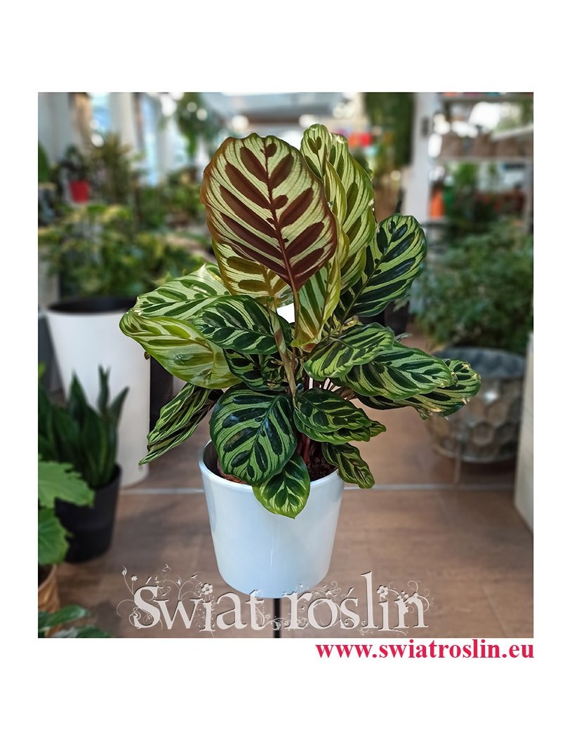 Kalatea Makoyana, Calathea Makoyana, popularne rosliny doniczkowe sklep internetowy