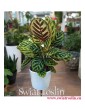 Kalatea Makoyana, Calathea Makoyana, popularne rosliny doniczkowe sklep internetowy