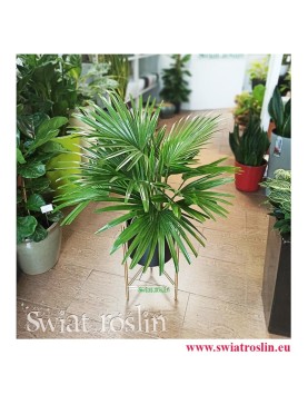 Livistona Rotundifolia , Livistona Okrągłolistna, Palma Okrągłolistna 2