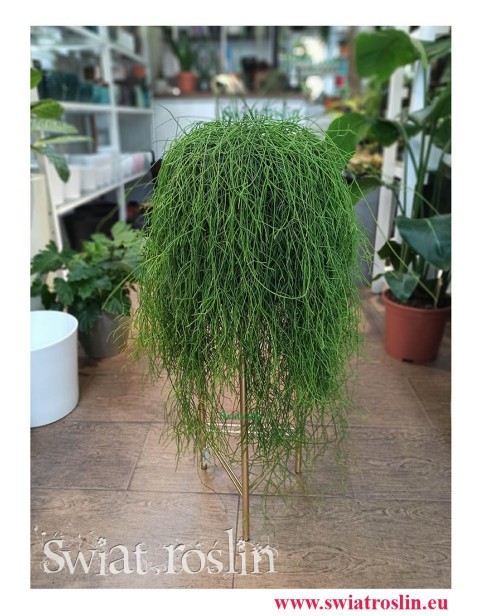 Rhipsalis Baccifera, Rypsalis Baccifera, Kaktus Rypsalis, Kaktus Rhipsalis, rośliny Kraków, modne rośliny